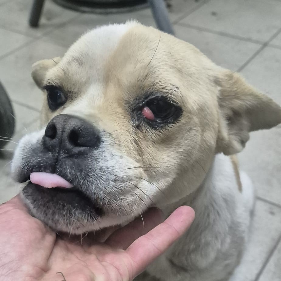 Mischling Amica, 03/2023, ca. 38 cm