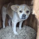 Mischling Amica, 03/2023, ca. 38 cm