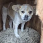 Mischling Amica, 03/2023, ca. 38 cm