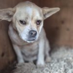 Mischling Amica, 03/2023, ca. 38 cm