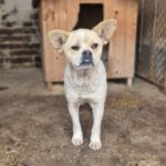 Mischling Amica, 03/2023, ca. 38 cm