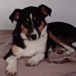 Mischling Amy, 09/2025, Endgröße ca. 48 cm, 22926 Ahrensburg