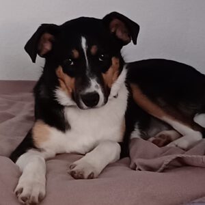 Mischling Amy, 09/2025, Endgröße ca. 48 cm, 22926 Ahrensburg