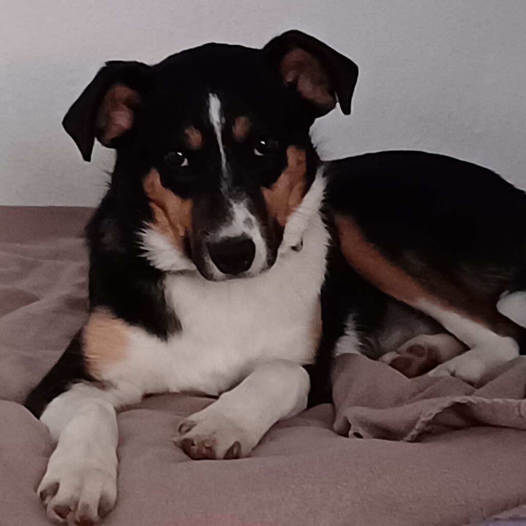 Mischling Amy, 09/2025, Endgröße ca. 48 cm, 22926 Ahrensburg