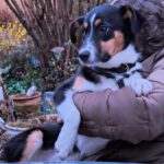 Mischling Amy, 09/2025, Endgröße ca. 48 cm, 22926 Ahrensburg