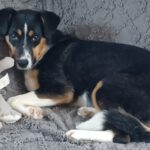 Mischling Amy, 09/2025, Endgröße ca. 48 cm, 22926 Ahrensburg