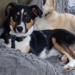 Mischling Amy, 09/2025, Endgröße ca. 48 cm, 22926 Ahrensburg