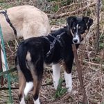 Mischling Amy, 09/2025, Endgröße ca. 48 cm, 22926 Ahrensburg