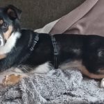 Mischling Amy, 09/2025, Endgröße ca. 48 cm, 22926 Ahrensburg