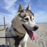 Sibirian Husky Anchjo, 04/2022, ca. 60 cm