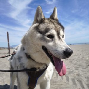 Sibirian Husky Anchjo, 04/2022, ca. 60 cm