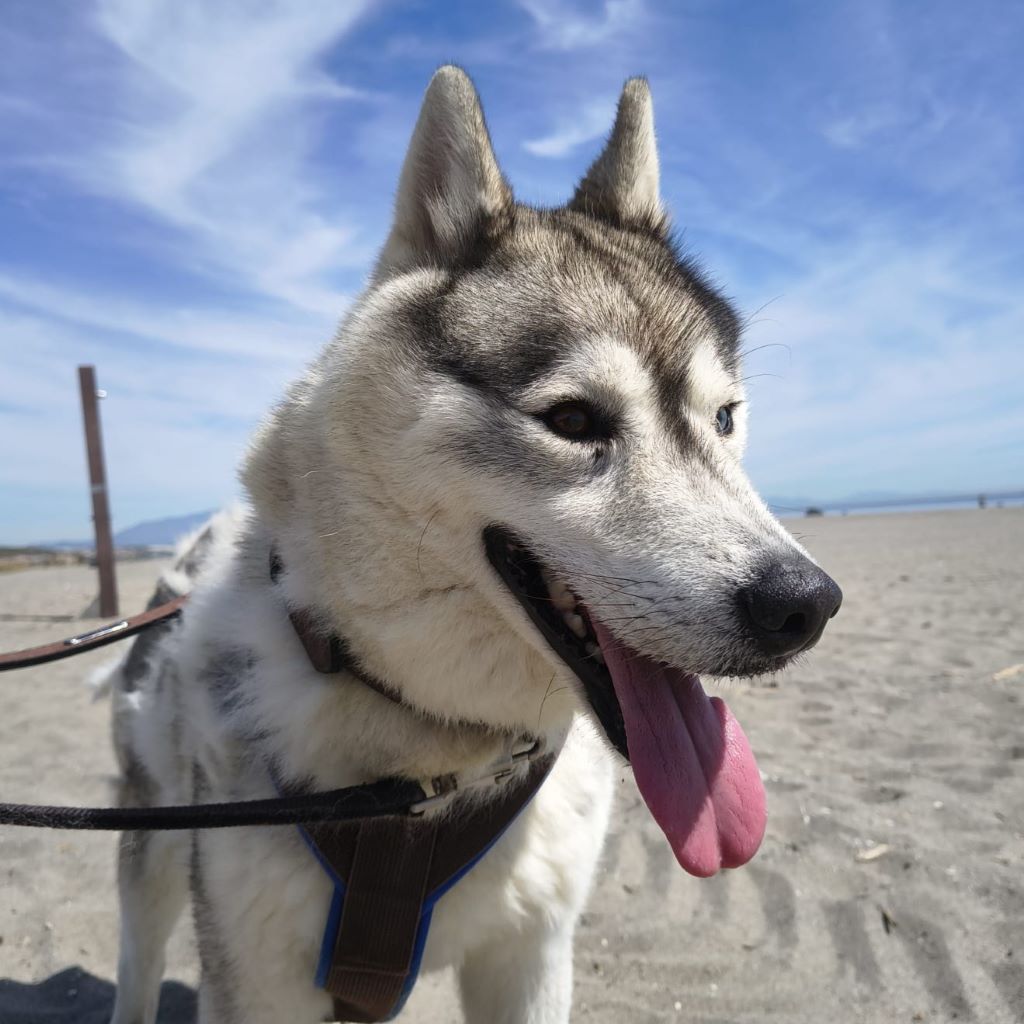 Sibirian Husky Anchjo, 04/2022, ca. 60 cm