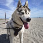 Sibirian Husky Anchjo, 04/2022, ca. 60 cm