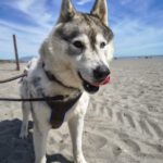 Sibirian Husky Anchjo, 04/2022, ca. 60 cm