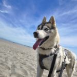 Sibirian Husky Anchjo, 04/2022, ca. 60 cm