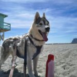 Sibirian Husky Anchjo, 04/2022, ca. 60 cm