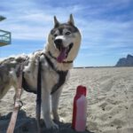 Sibirian Husky Anchjo, 04/2022, ca. 60 cm