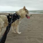 Sibirian Husky Anchjo, 04/2022, ca. 60 cm