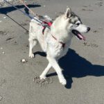 Sibirian Husky Anchjo, 04/2022, ca. 60 cm