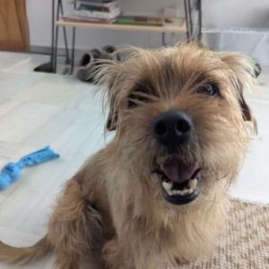 Yorkshire Terrier Andrew, 03/2022, ca. 38 cm