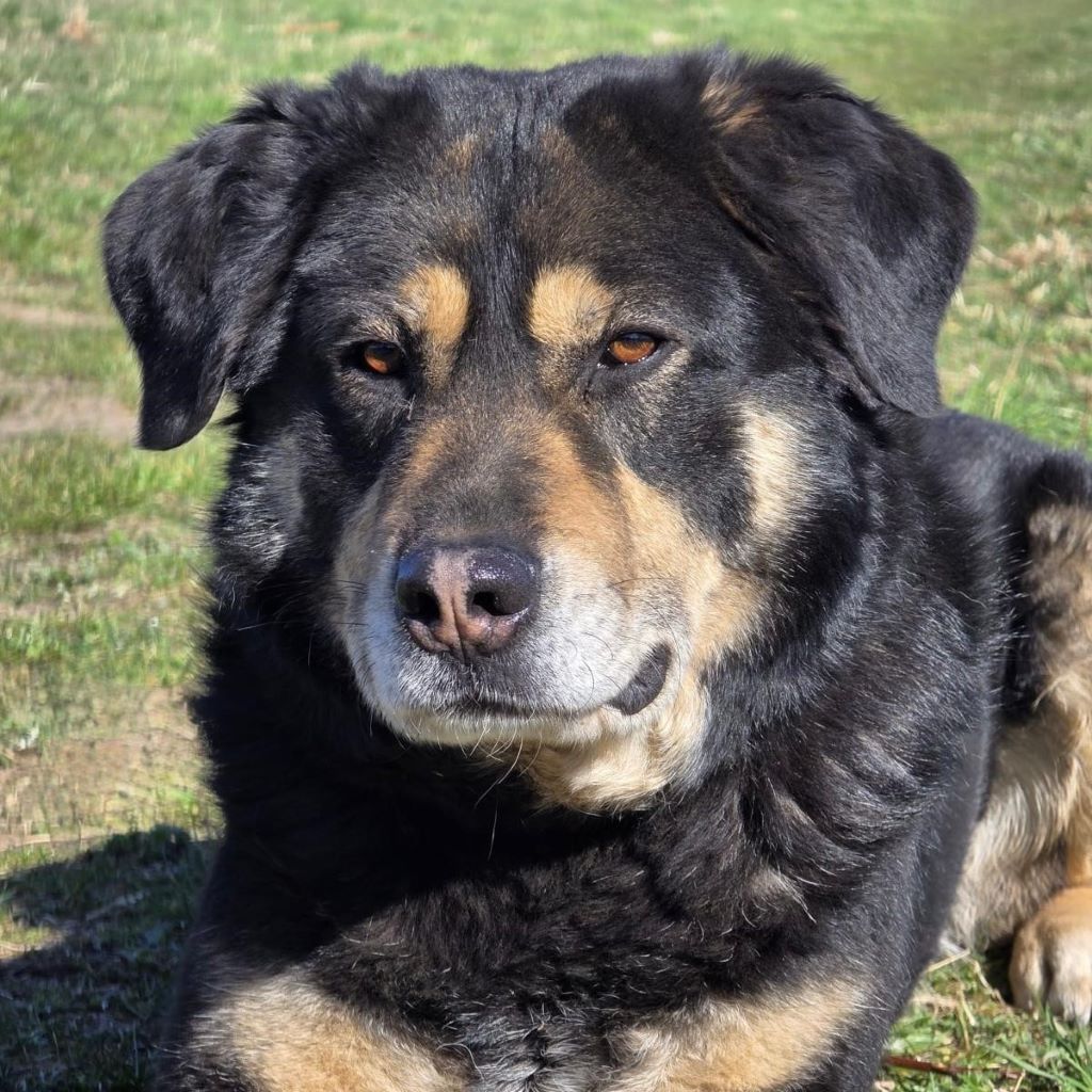 Mischling Anjou, 04/2020, ca. 58 cm, 39624 Kalbe