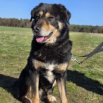 Mischling Anjou, 04/2020, ca. 58 cm, 39624 Kalbe