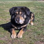 Mischling Anjou, 04/2020, ca. 58 cm, 39624 Kalbe