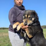 Mischling Anjou, 04/2020, ca. 58 cm, 39624 Kalbe