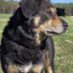 Mischling Anjou, 04/2020, ca. 58 cm, 39624 Kalbe