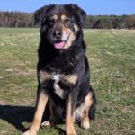 Mischling Anjou, 04/2020, ca. 58 cm, 39624 Kalbe