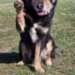 Mischling Anjou, 04/2020, ca. 58 cm, 39624 Kalbe