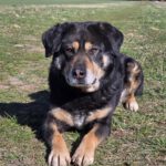 Mischling Anjou, 04/2020, ca. 58 cm, 39624 Kalbe