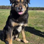 Mischling Anjou, 04/2020, ca. 58 cm, 39624 Kalbe