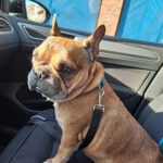 Franz. Bulldogge Anteros, 05/2018, ca. 35 cm, 29378 Wittingen