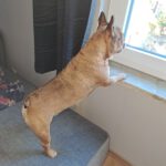 Franz. Bulldogge Anteros, 05/2018, ca. 35 cm, 29378 Wittingen