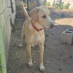 Labrador Mischling Anubis, 07/2015, Endgröße ca. 57 cm