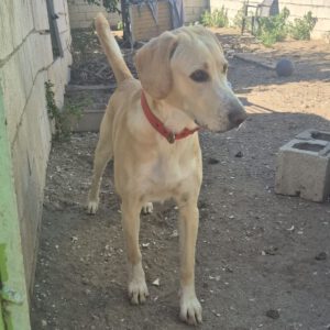 Labrador Mischling Anubis, 07/2015, Endgröße ca. 57 cm