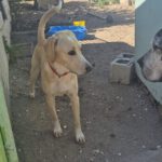 Labrador Mischling Anubis, 07/2015, Endgröße ca. 57 cm