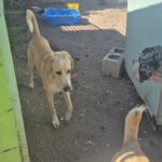 Labrador Mischling Anubis, 07/2015, Endgröße ca. 57 cm