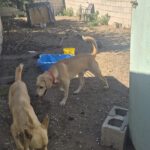 Labrador Mischling Anubis, 07/2015, Endgröße ca. 57 cm