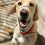 Labrador Mischling Anubis, 07/2015, Endgröße ca. 57 cm