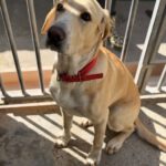 Labrador Mischling Anubis, 07/2015, Endgröße ca. 57 cm