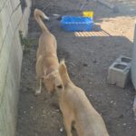 Labrador Mischling Anubis, 07/2015, Endgröße ca. 57 cm