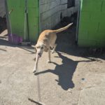 Labrador Mischling Anubis, 07/2015, Endgröße ca. 57 cm