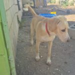 Labrador Mischling Anubis, 07/2015, Endgröße ca. 57 cm