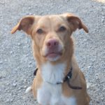 Podenco-Mischling Apolo, 05/2022, ca. 48 cm, 45889 Gelsenkirchen