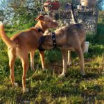 Podenco-Mischling Apolo, 05/2022, ca. 48 cm, 45889 Gelsenkirchen