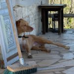 Podenco-Mischling Apolo, 05/2022, ca. 48 cm, 45889 Gelsenkirchen