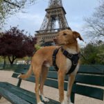 Podenco-Mischling Apolo, 05/2022, ca. 48 cm, 45889 Gelsenkirchen