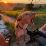 Podenco-Mischling Apolo, 05/2022, ca. 48 cm, 45889 Gelsenkirchen